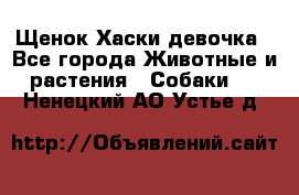 Щенок Хаски девочка - Все города Животные и растения » Собаки   . Ненецкий АО,Устье д.